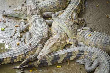 Vietnam, Asya çiftliğinde birçok timsahlar portresi.