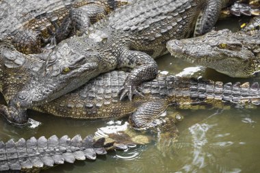Vietnam, Asya çiftliğinde birçok timsahlar portresi.