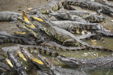 Vietnam, Asya çiftliğinde birçok timsahlar portresi.