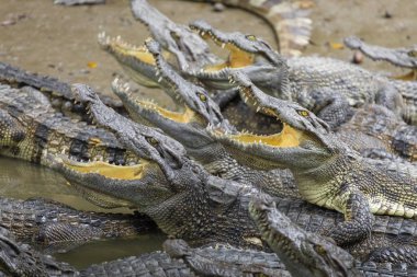 Vietnam, Asya çiftliğinde birçok timsahlar portresi.