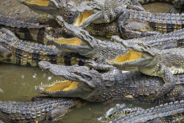 Vietnam, Asya çiftliğinde birçok timsahlar portresi.
