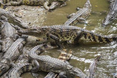 Vietnam, Asya çiftliğinde birçok timsahlar portresi.
