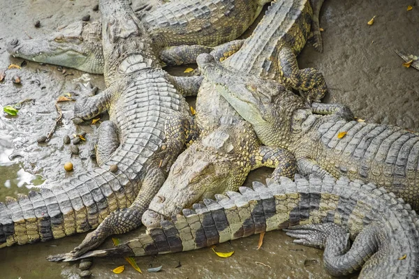Портрет Многих Крокодилов Ферме Вьетнаме Азия — стоковое фото