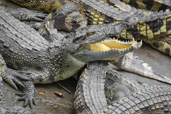Portrét Mnoha Krokodýlů Farmě Vietnamu Asie — Stock fotografie