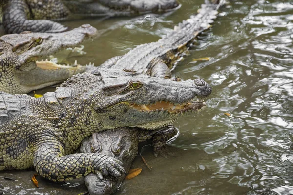 Portret Wiele Krokodyli Gospodarstwie Wietnam Azja — Zdjęcie stockowe
