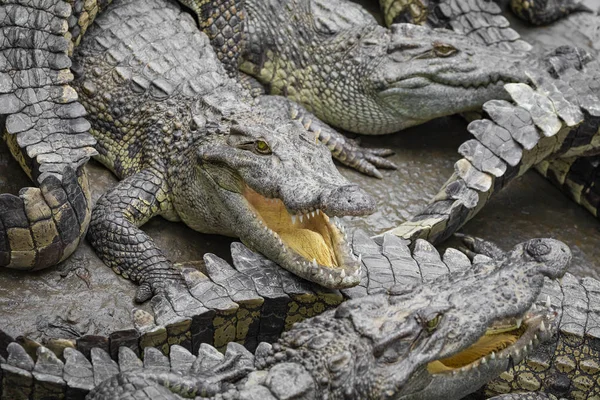 Retrato Muitos Crocodilos Fazenda Vietnã Ásia — Fotografia de Stock