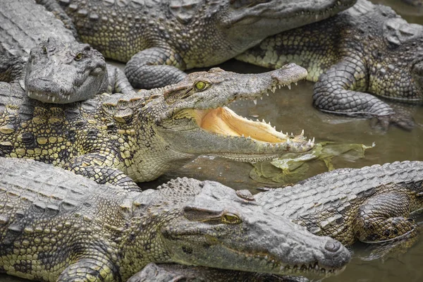 Portrait Vieler Krokodile Auf Der Farm Vietnam Asien — Stockfoto