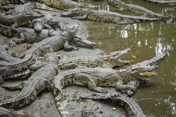 Portrait Vieler Krokodile Auf Der Farm Vietnam Asien — Stockfoto