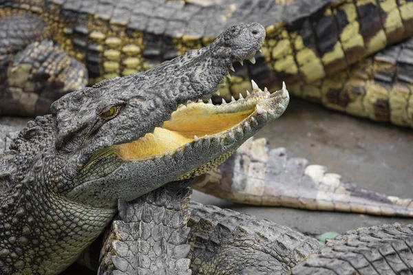 Portret Van Vele Krokodillen Boerderij Vietnam Asia — Stockfoto