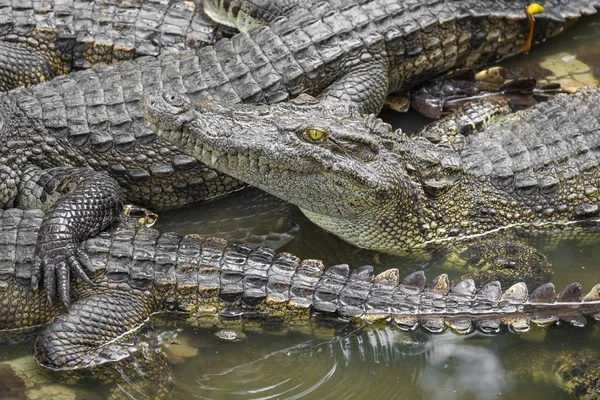 Retrato Muitos Crocodilos Fazenda Vietnã Ásia — Fotografia de Stock