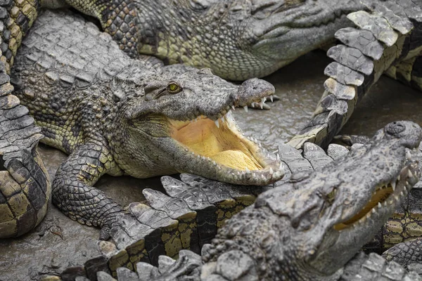 Portrait Nombreux Crocodiles Ferme Vietnam Asie — Photo