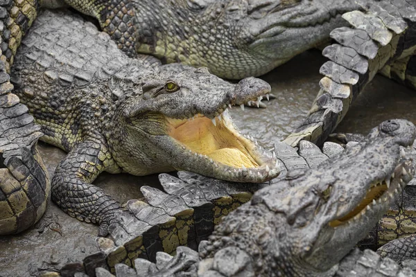 Retrato Muitos Crocodilos Fazenda Vietnã Ásia — Fotografia de Stock