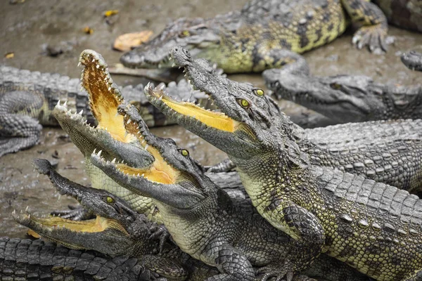 Retrato Muitos Crocodilos Fazenda Vietnã Ásia — Fotografia de Stock