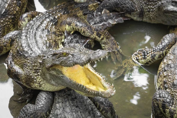 Portrait Vieler Krokodile Auf Der Farm Vietnam Asien — Stockfoto