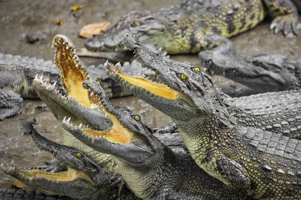 Портрет Многих Крокодилов Ферме Вьетнаме Азия — стоковое фото