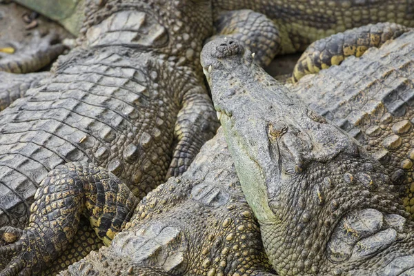 Porträtt Många Krokodiler Gården Vietnam Asien — Stockfoto