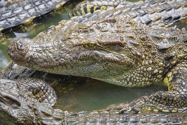 Portretul Multor Crocodili Ferma Din Vietnam Asia — Fotografie, imagine de stoc