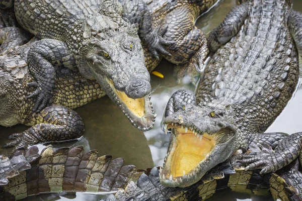 Portretul Multor Crocodili Ferma Din Vietnam Asia — Fotografie, imagine de stoc