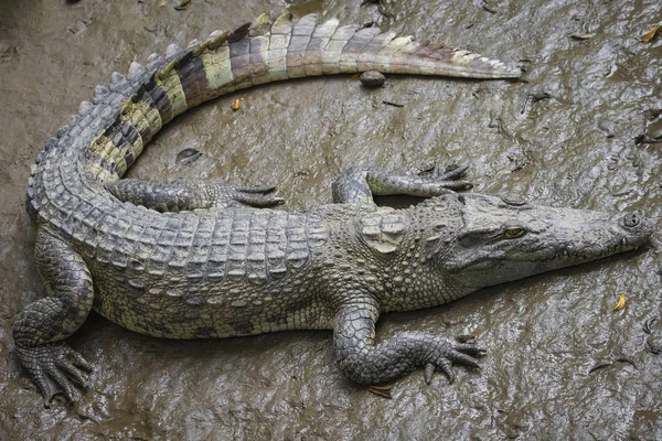 Retrato Muitos Crocodilos Fazenda Vietnã Ásia — Fotografia de Stock