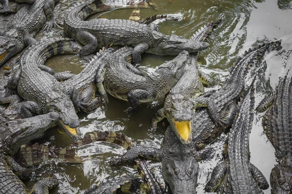 Retrato Muitos Crocodilos Fazenda Vietnã Ásia — Fotografia de Stock