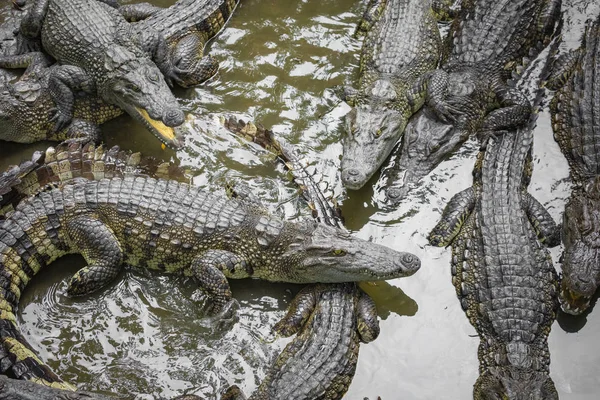 Sok Krokodilok Telepen Vietnamban Asia Portréja — Stock Fotó