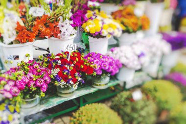 Flower market in touristic street. Selective focus. clipart