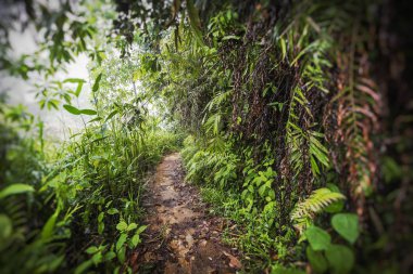 Yeşil tropikal orman. Palmiye ağacı yaprakları. Seçici odak. 