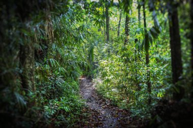 Yeşil tropikal orman. Palmiye ağacı yaprakları. Seçici odak. 