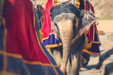 Amber Fort Jaipur, Hindistan Jaleb Chowk filler dekore edilmiştir. Fil sürmek popüler turistik bulunmaktadır. Seçici odak.