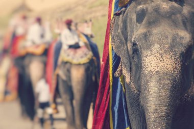 Amber Fort Jaipur, Hindistan Jaleb Chowk filler dekore edilmiştir. Fil sürmek popüler turistik bulunmaktadır. Seçici odak.