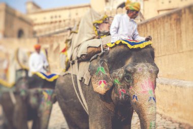 Amber Fort Jaipur, Hindistan Jaleb Chowk filler dekore edilmiştir. Fil sürmek popüler turistik bulunmaktadır. Seçici odak.