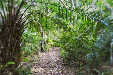 Yeşil tropikal orman. Palmiye ağacı yaprakları. Seçici odak. 