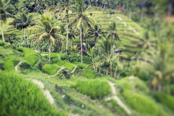 Kaunis Vihreä Terassi Paddy Kentät Balilla Indonesiassa Valikoiva Fokus — kuvapankkivalokuva