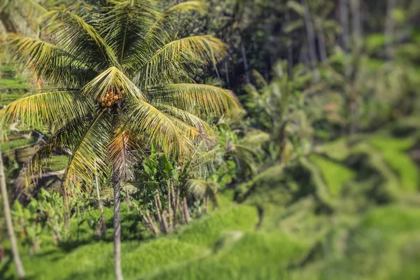 Piękny Taras Zielony Pól Ryżowych Wyspie Bali Indonezja Selektywny Fokus — Zdjęcie stockowe