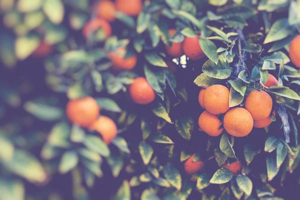 Гілки Плодами Апельсинових Дерев Вибірковий Фокус — стокове фото