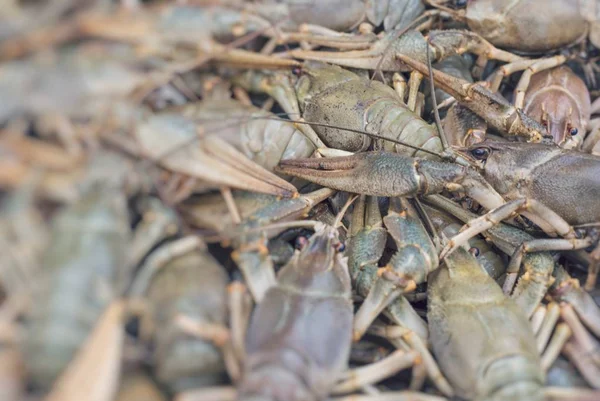 Crawfish. Cancer. Cooked crabs for food. Selective Focus.