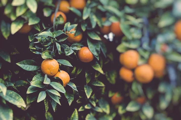 Meyve Portakal Ağaçlarının Dalları Seçici Odak — Stok fotoğraf