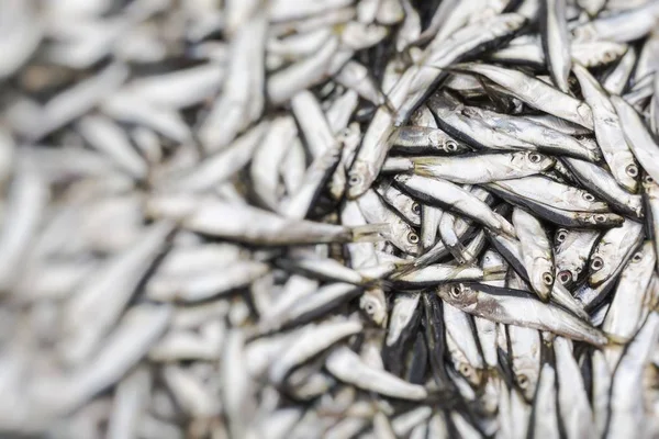 Frischer Fisch Auf Dem Lokalen Lebensmittelmarkt Selektiver Fokus — Stockfoto