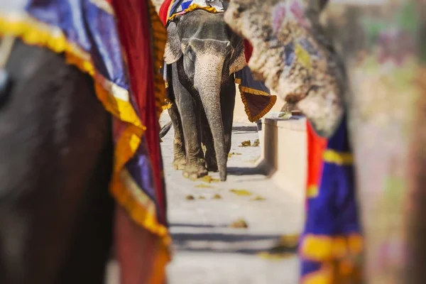 在印度斋浦尔的琥珀堡的 Jaleb Chowk 装饰大象 骑大象是热门的旅游景点 选择性对焦 — 图库照片