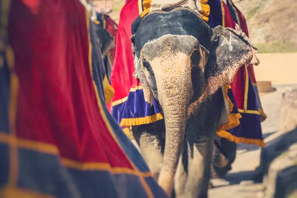 Elefantes Decorados Jaleb Chowk Amber Fort Jaipur India Los Paseos —  Fotos de Stock