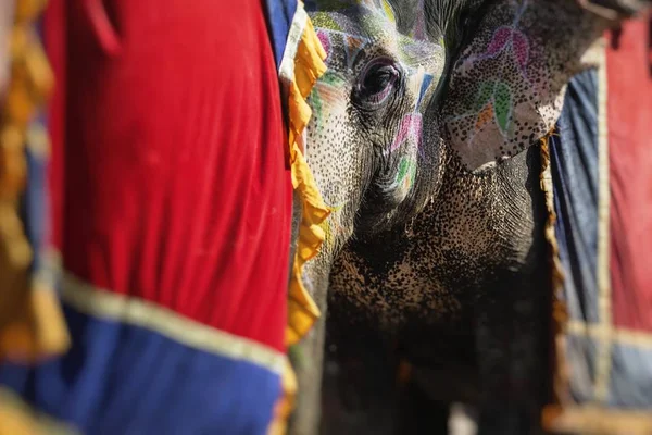 Olifanten Jaleb Chowk Amber Fort Jaipur India Ingericht Olifant Rijden — Stockfoto