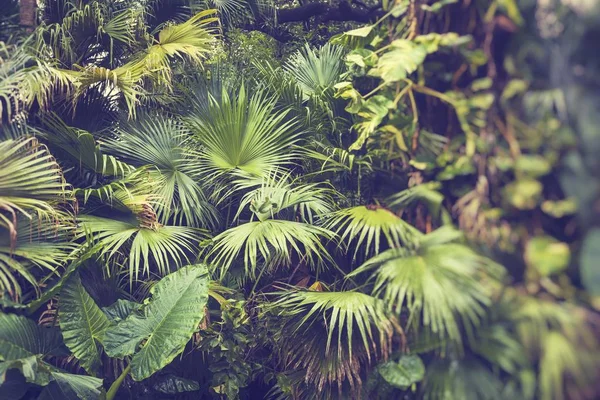 Hermosas Hojas Palmera Árbol Luz Del Sol Enfoque Selectivo —  Fotos de Stock