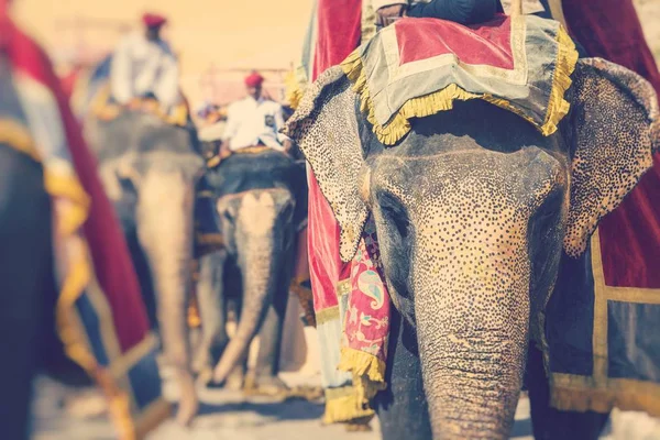 在印度斋浦尔的琥珀堡的 Jaleb Chowk 装饰大象 骑大象是热门的旅游景点 选择性对焦 — 图库照片