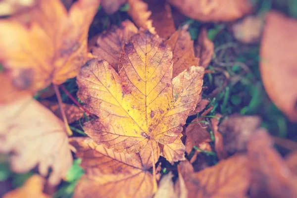 Осенние Листья Красивом Осеннем Парке Селективный Фокус — стоковое фото