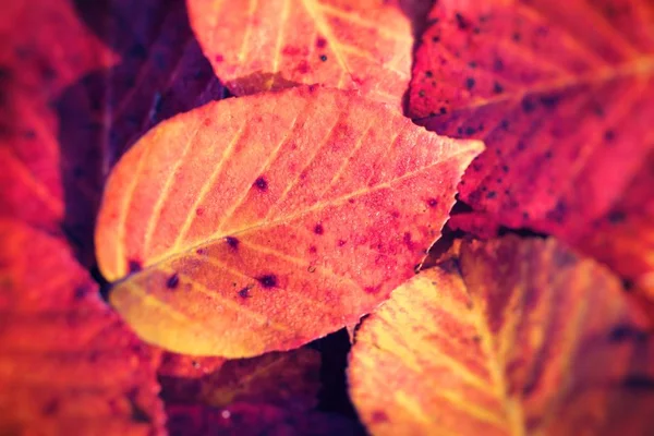 Autumn Leaves Beautiful Fall Park Selective Focus — Stock Photo, Image