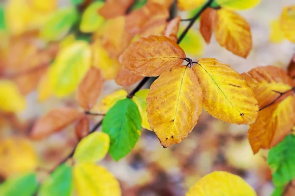 Foglie Autunno Bel Parco Caduta Focus Selettivo — Foto Stock