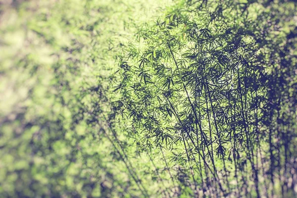 Bambuskog Morgonen Selektivt Fokus — Stockfoto