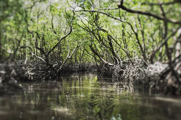 Pohon Bakau Pulau Havelock Andaman Dan Nicobar India — Stok Foto