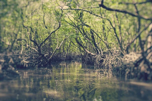 Mangrove Träd Havelock Island Andamanerna Och Nikobarerna Indien — Stockfoto