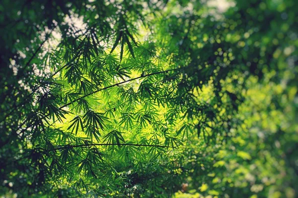 Bosque Bambú Por Mañana Enfoque Selectivo — Foto de Stock